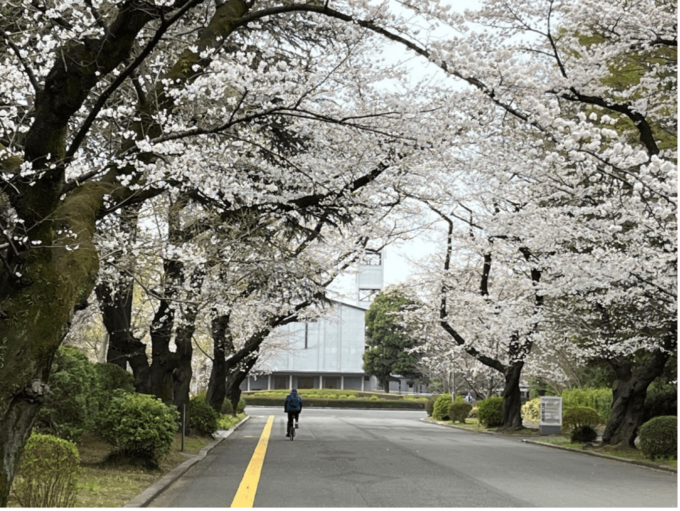 Cherry blossoms at International Christian University